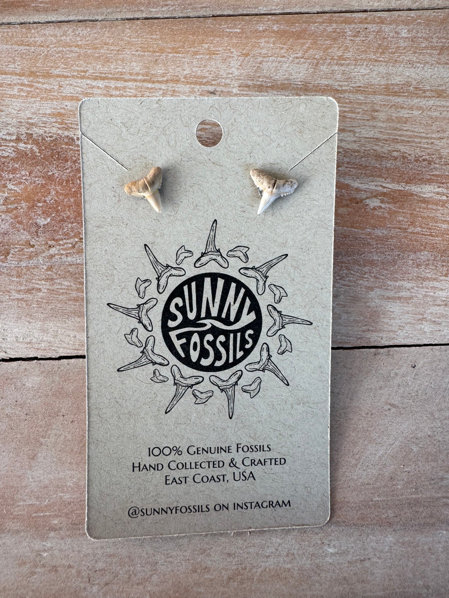 Sunny Fossils